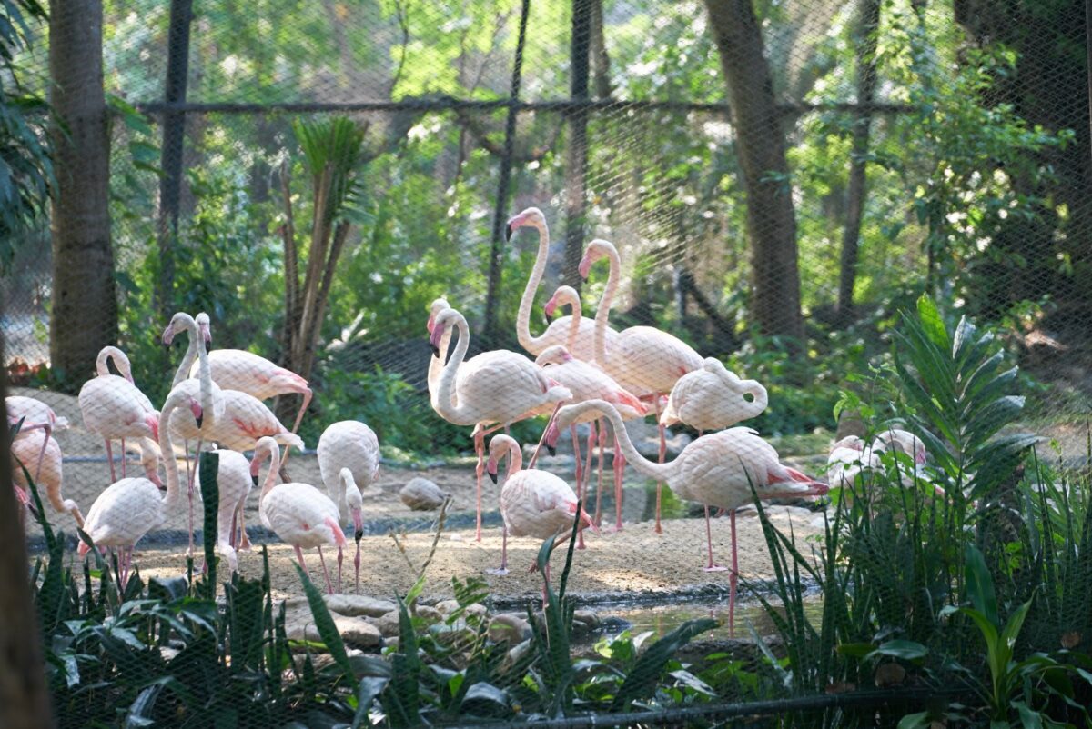 flamingos at the naples zoo