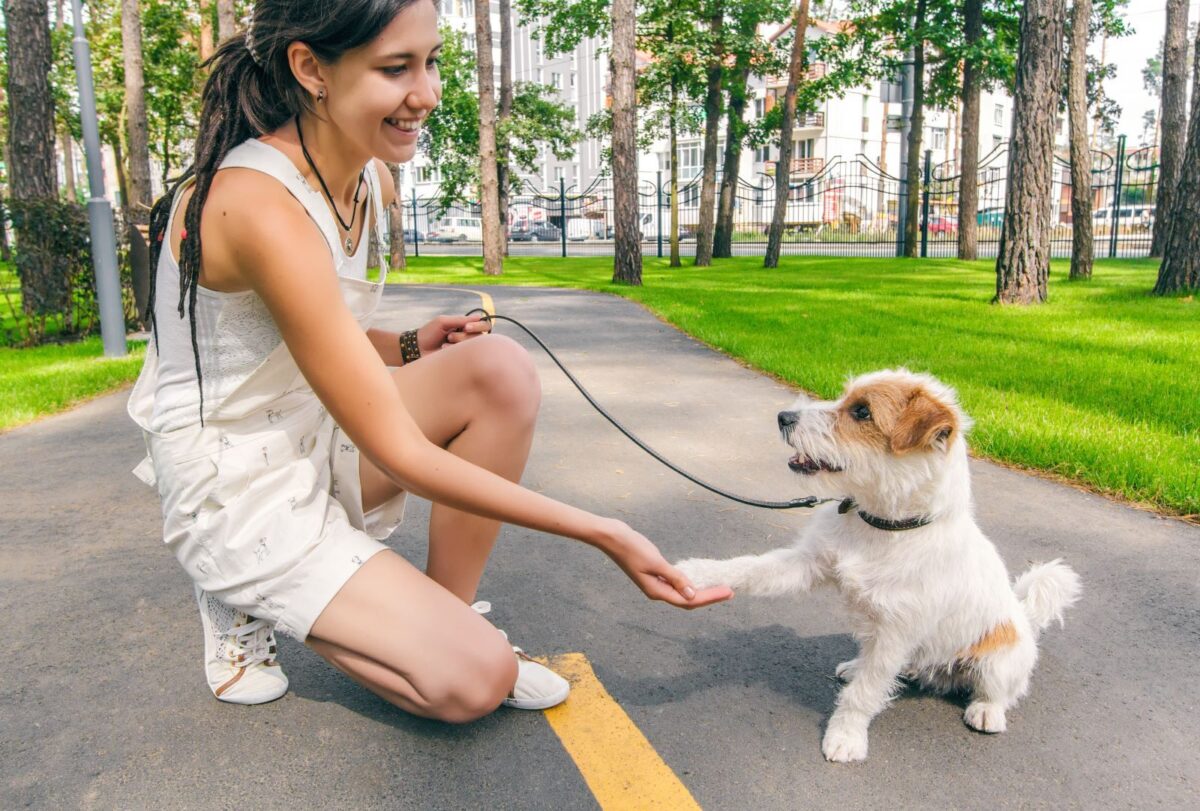 dog in park