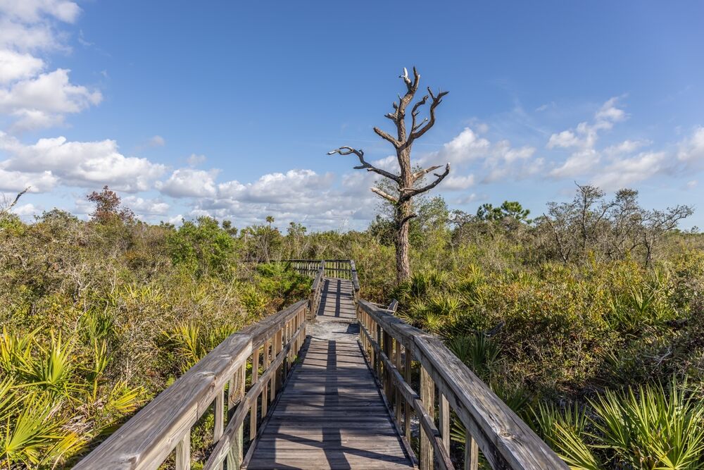 boardwalk