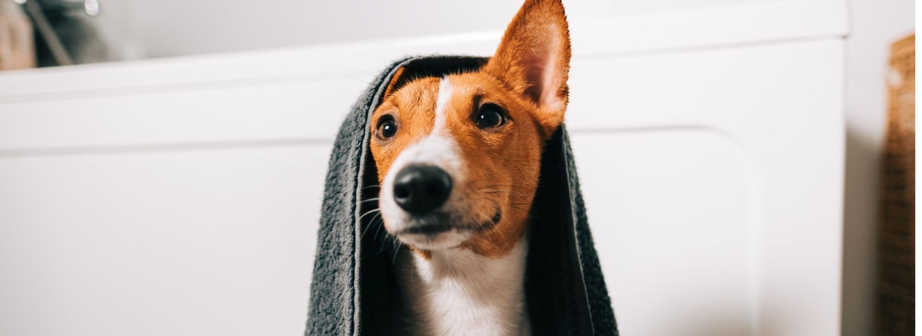 dog after a bath